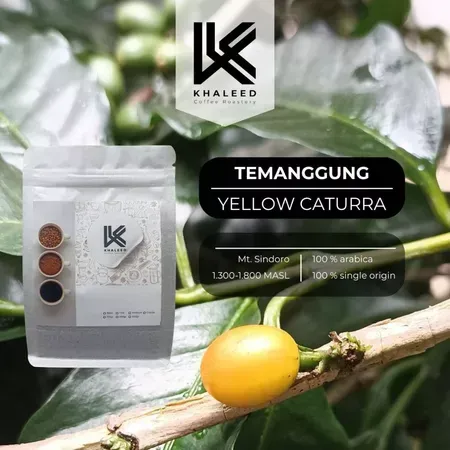 Temanggung Yellow Carturra